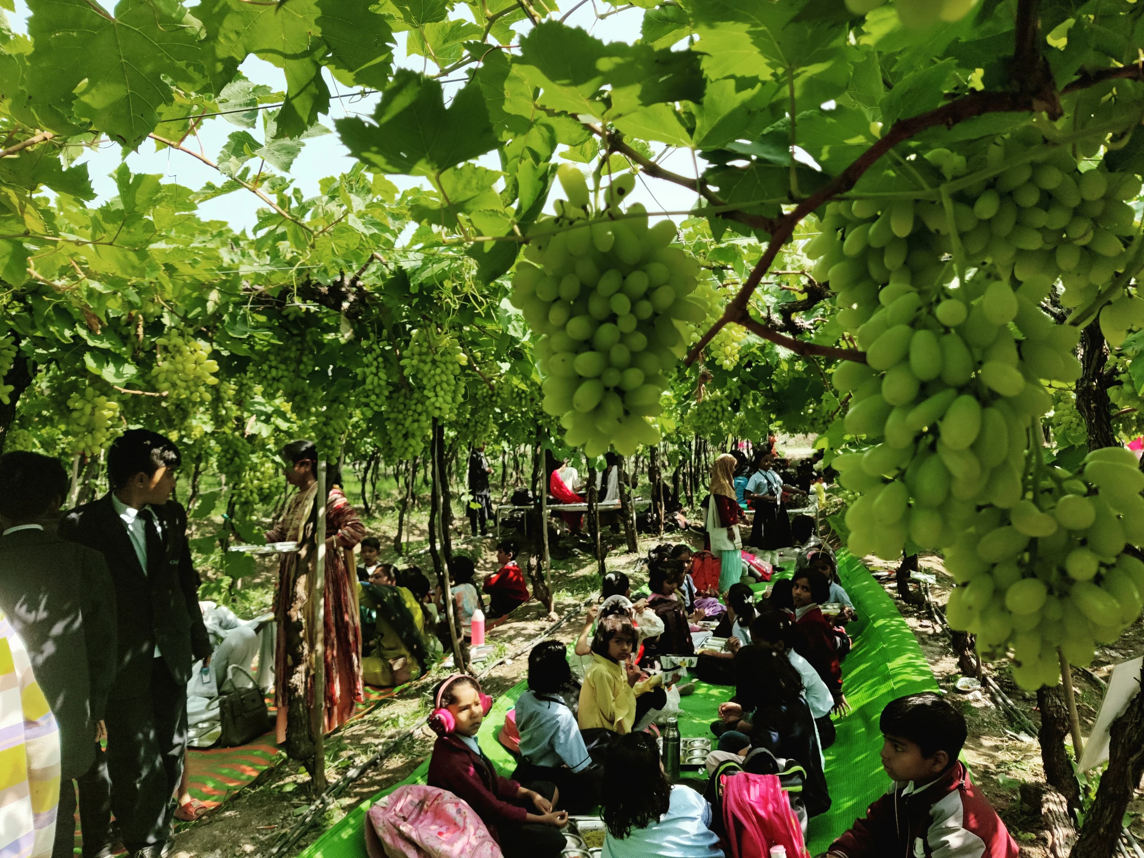 Farm Fresh Fruits at the Farm House for Breakfast and Lunch